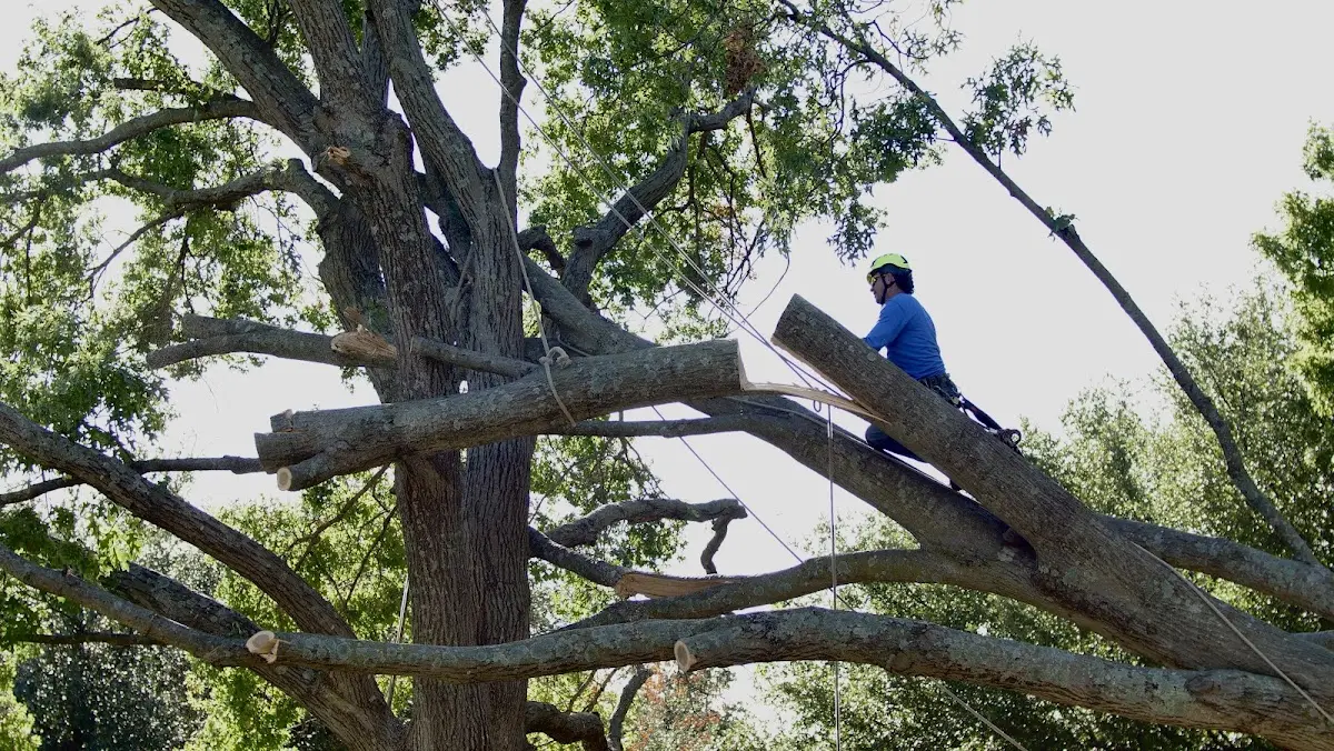 Professional Crown Thinning performed by certified arborists in Broomall