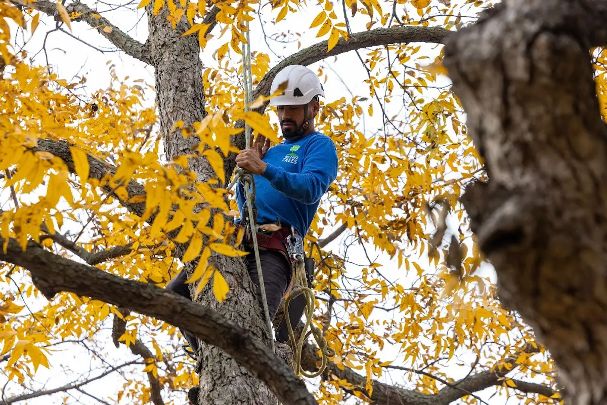 Skilled Tree Transplanting crew working in Broomall