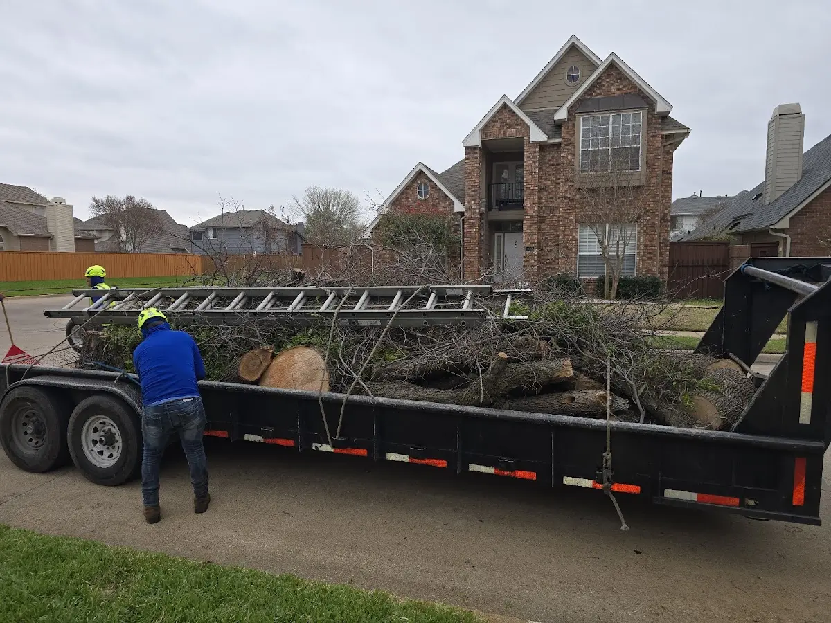 Expert Deadwooding with proper safety equipment in Broomall